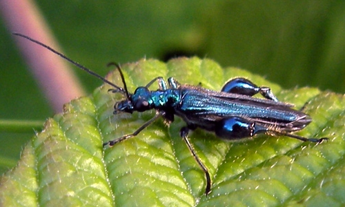 Riconoscimento delle Oedemera e Anogcodes  italiane (Oedemeridae)